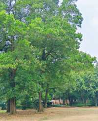 佛山植物園｜漫步在春日的浪漫中