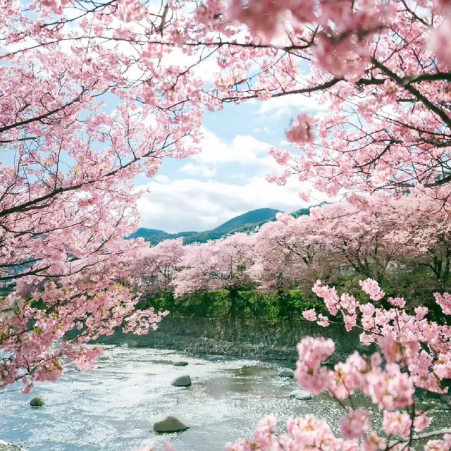 2月錯峰去日本！伊豆河津早櫻🌸人少景美