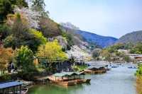 春の嵐山・渡月橋での桜体験