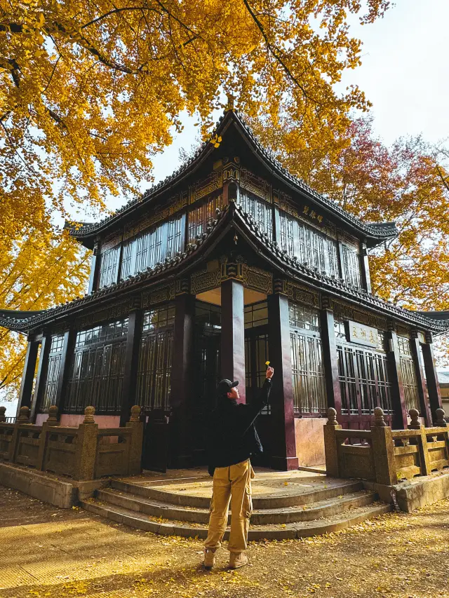 連人民日報都報導的南京銀杏,到底有多美