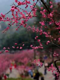 重慶 | 白公館紅梅林