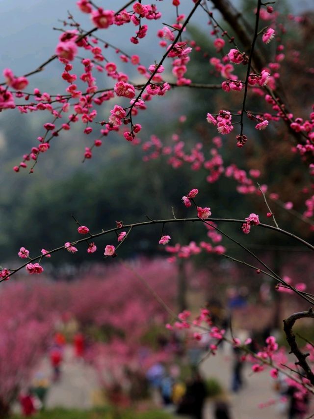 重慶 | 白公館紅梅林