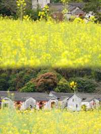 免費觀瀾版畫村油菜花進入全盛期