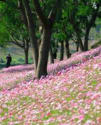 深圳版伊犁花海