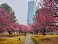 綠軸公園~合肥寶藏遛娃賞梅地