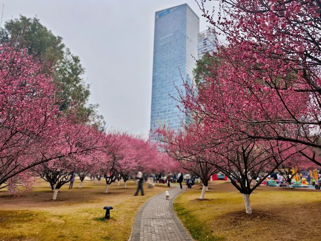 綠軸公園~合肥寶藏遛娃賞梅地 綠軸公園~合肥寶藏遛娃賞梅地