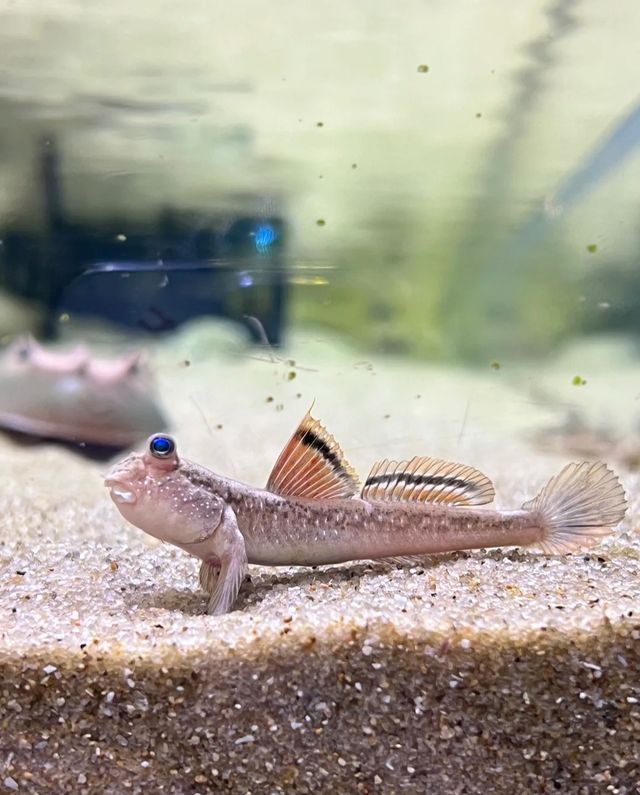 快來深圳海洋奇夢館吧
