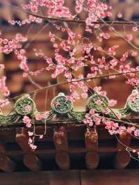 放過錢王祠吧！這個冷門寺廟的梅花更好拍