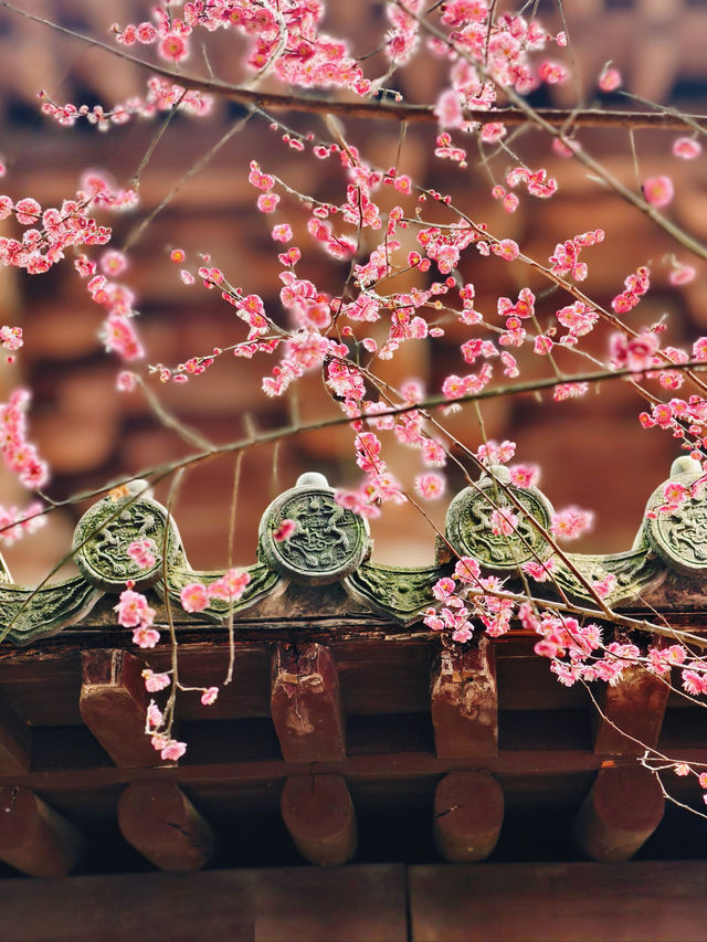 放過錢王祠吧！這個冷門寺廟的梅花更好拍