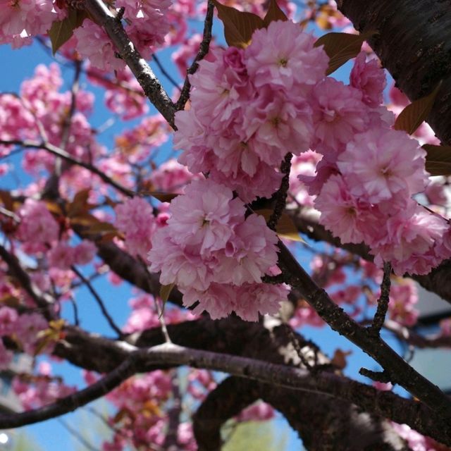 🌸【札幌櫻花夢境】🌸