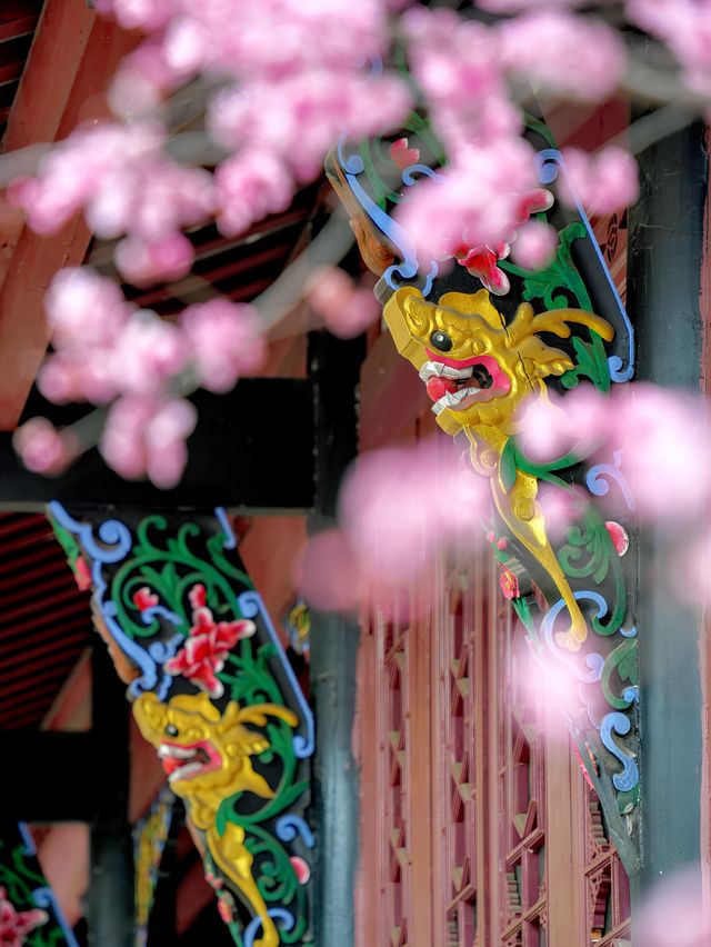 本地人建議，一年至少該來三次青羊宮…
