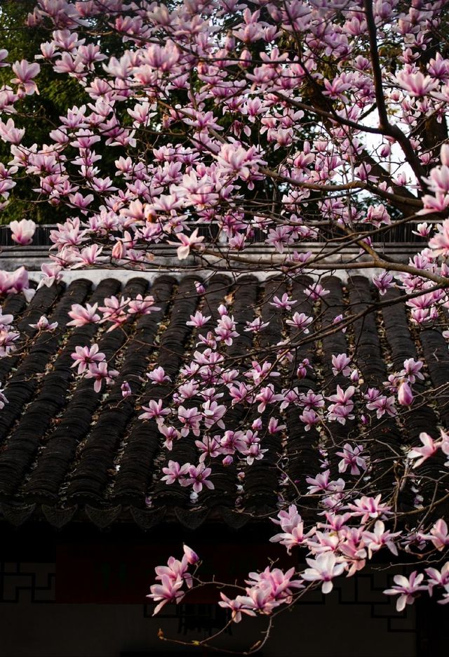 玉蘭吐芳