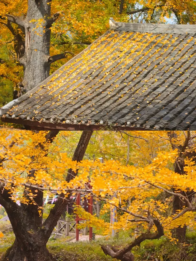 Home of Ancient Ginkgo Trees