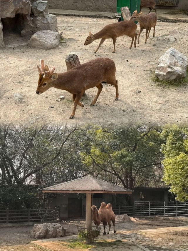 魔都新晉復古樂園，原圖直出都能刷爆朋友圈！