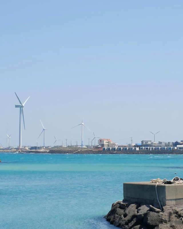 春天的濟州島，櫻花如雲，浪漫滿溢！