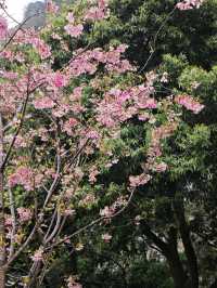 桂林南溪山公園早櫻開花了，最主要是不用門票