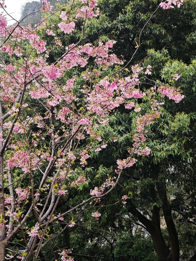 桂林南溪山公園早櫻開花了，最主要是不用門票