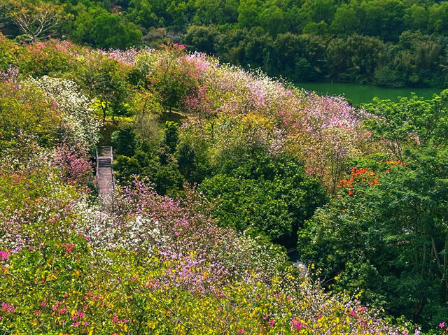 🎇中山金钟湖，如詩如畫的美景
