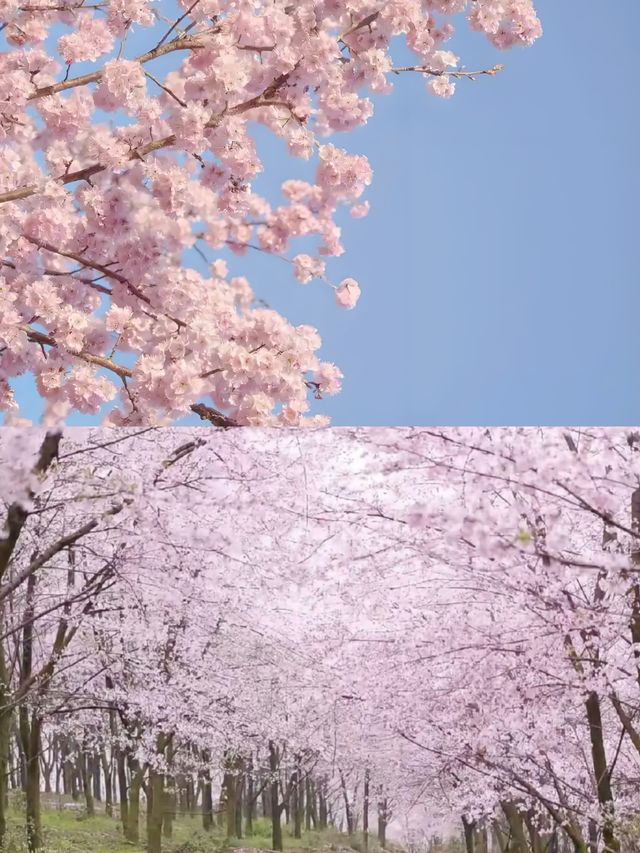 貴安櫻花園這麼大，怎樣玩才最過癮？