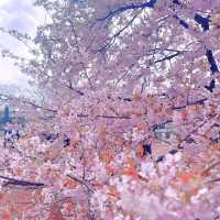 河津櫻封神🌸上海年度櫻花大賞