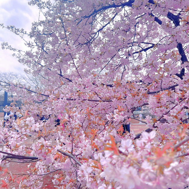 河津櫻封神🌸上海年度櫻花大賞
