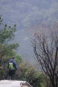 雨中上山探西湖茶園