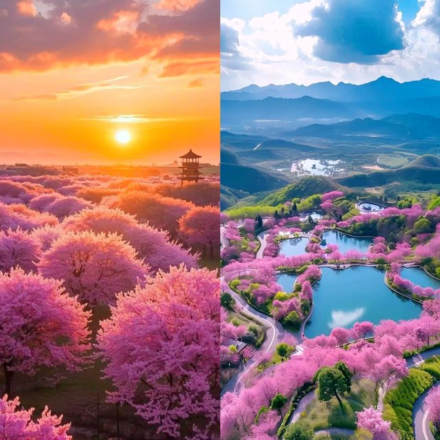 春日來信，櫻為有你