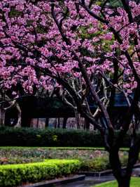 雨中的花兒，為初春的徐匯公園增添了幾分溫馨。