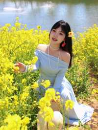 春日序曲油菜花開了