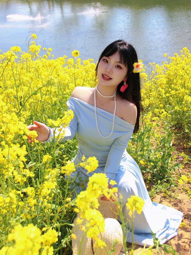 春日序曲油菜花開了