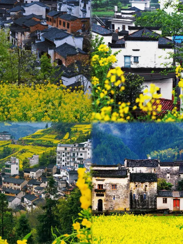 3-4 月份賞花首選：宏村油菜花盛放