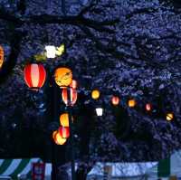 🌃仙台夜櫻，榴岡公園的浪漫時光