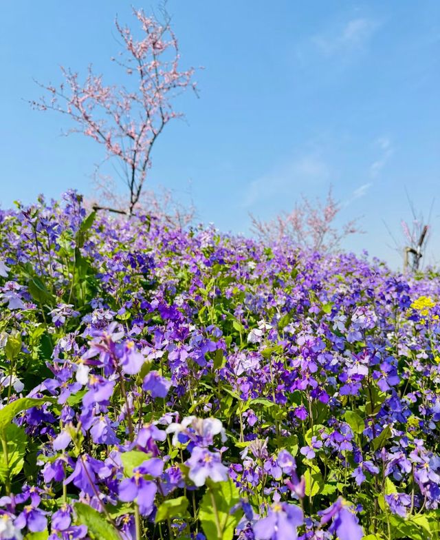 櫻花園