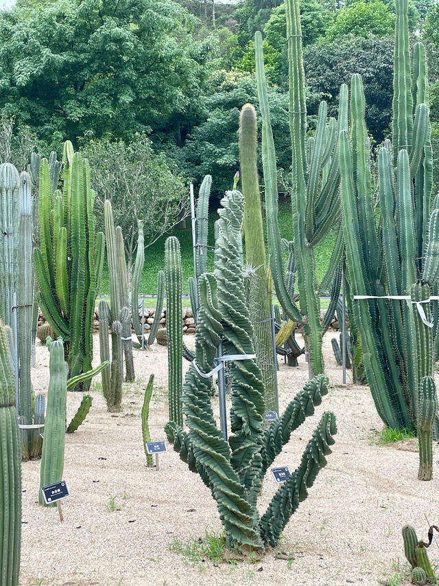 東莞植物園 帶你認識從未見過的各種各樣植物新生命