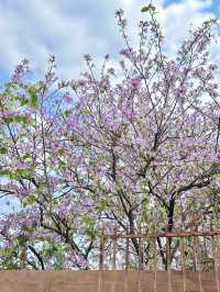 3月的廣州美到爆......紫荊花海！！