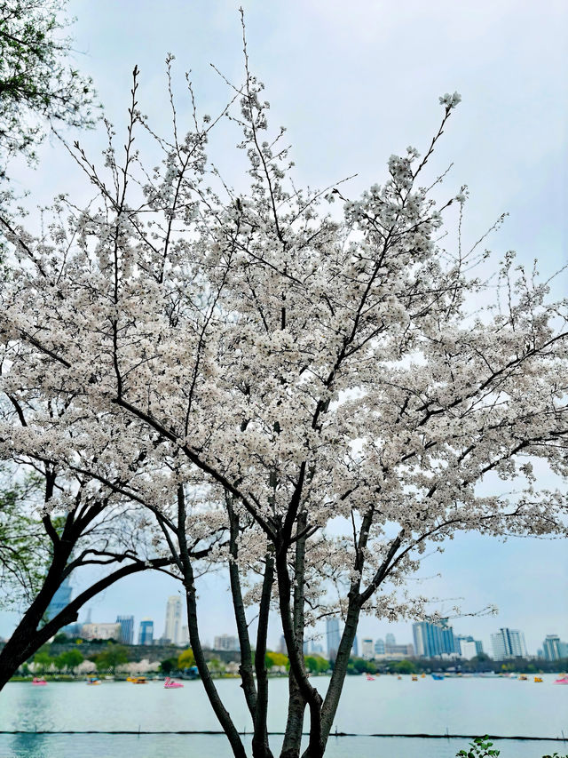 春日的玄武湖，與紫峰共舞