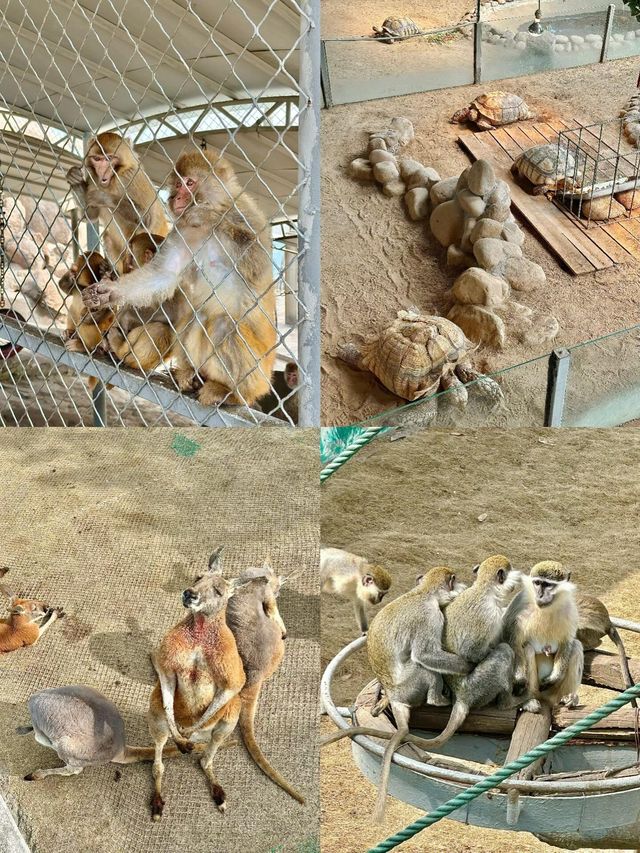 威海週末｜自由度滿分 投餵的快樂都在這裡
