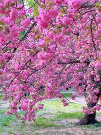 北京賞花了