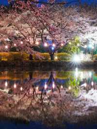 埼玉県東松山市の上沼公園で桜を楽しむ方法