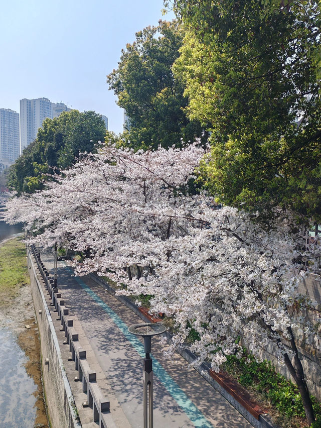 貴陽限定🌸 市區路邊藏著的浪漫櫻花海