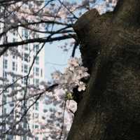 藏不住啦！溫泉山公園櫻花美出圈🌸