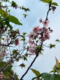 🌸香港沙田石門河畔櫻花盛景