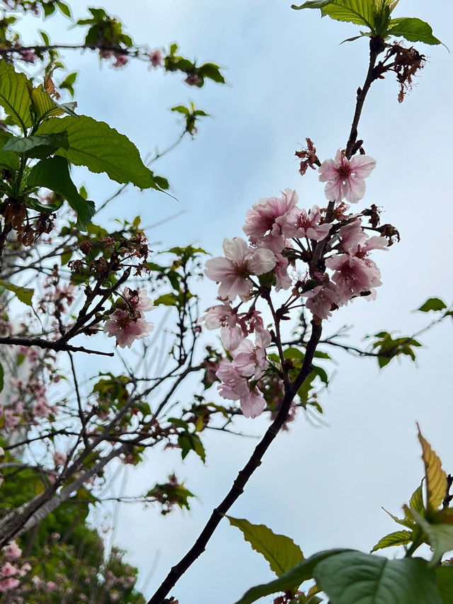 🌸香港沙田石門河畔櫻花盛景