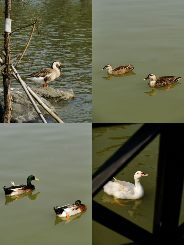 🌸全家一起去踏春｜廣州海珠湖🍀
