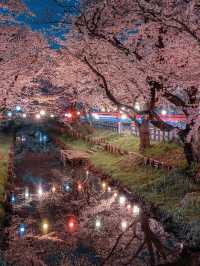  2025 年你不能錯過！東京夜櫻點燈時間大全！