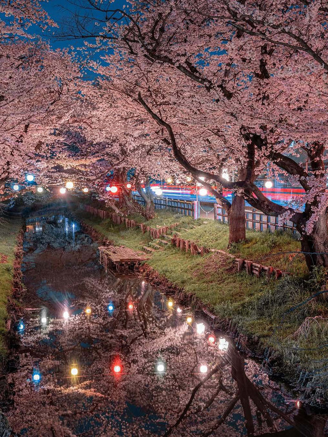  2025 年你不能錯過！東京夜櫻點燈時間大全！