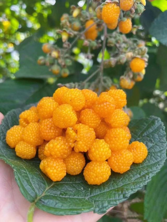 昆明周邊遠足|每週一山，山野行走，親近自然