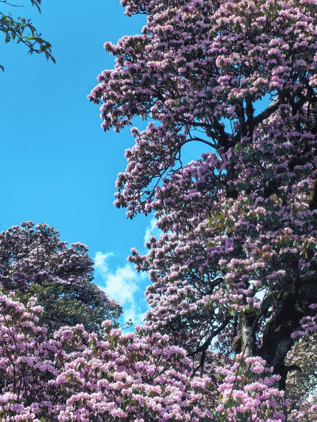 個人強推！涼山晚春限定～索瑪花海仙境