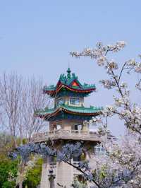 南京櫻花季 春日頂流浪漫