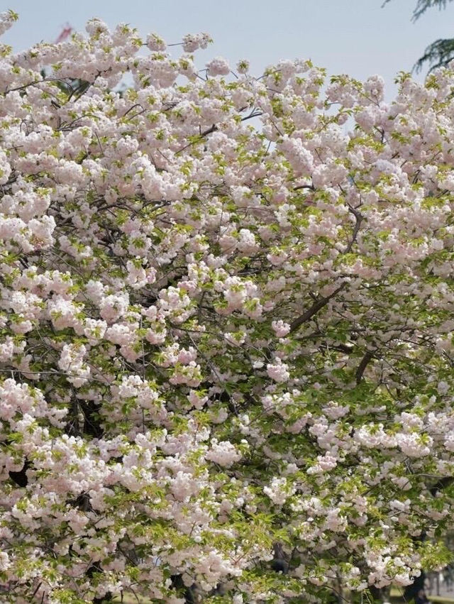 🌸新宿御苑 | 東京櫻花季的夢幻之約🌸